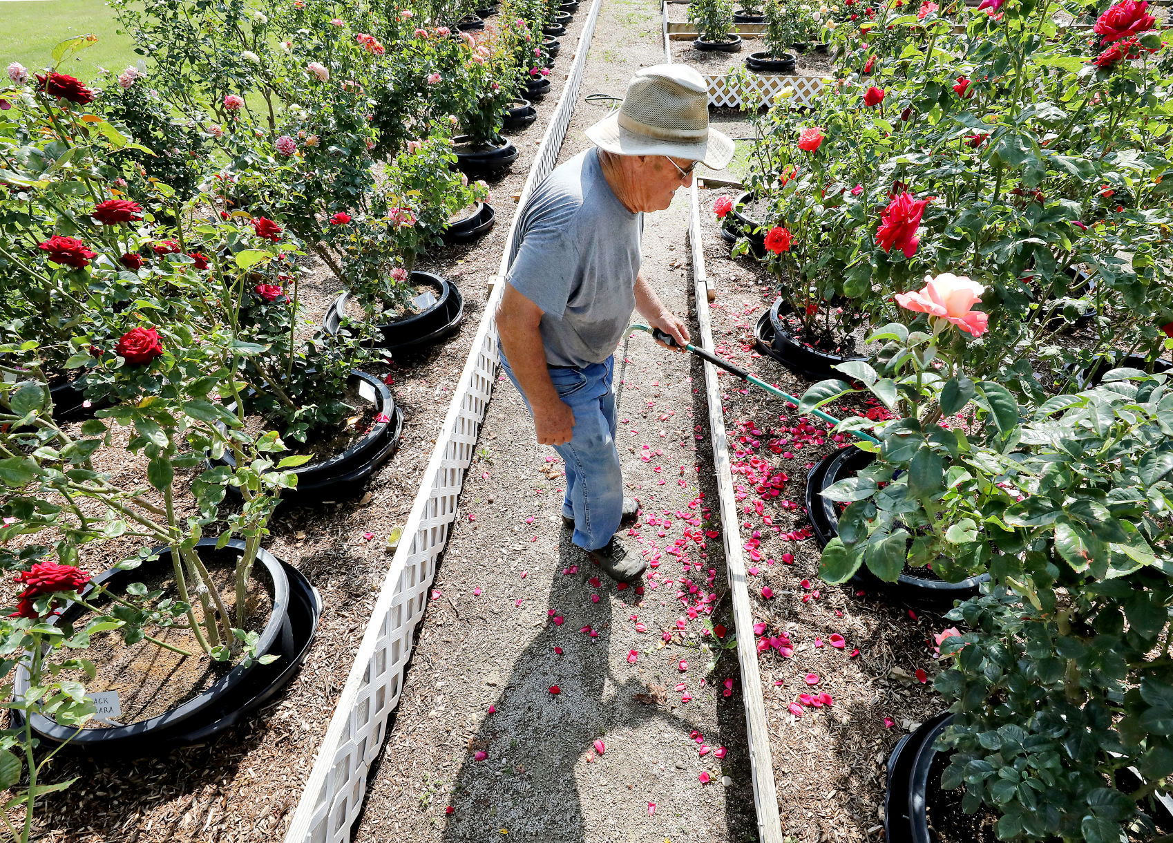 Delavan Rose Garden